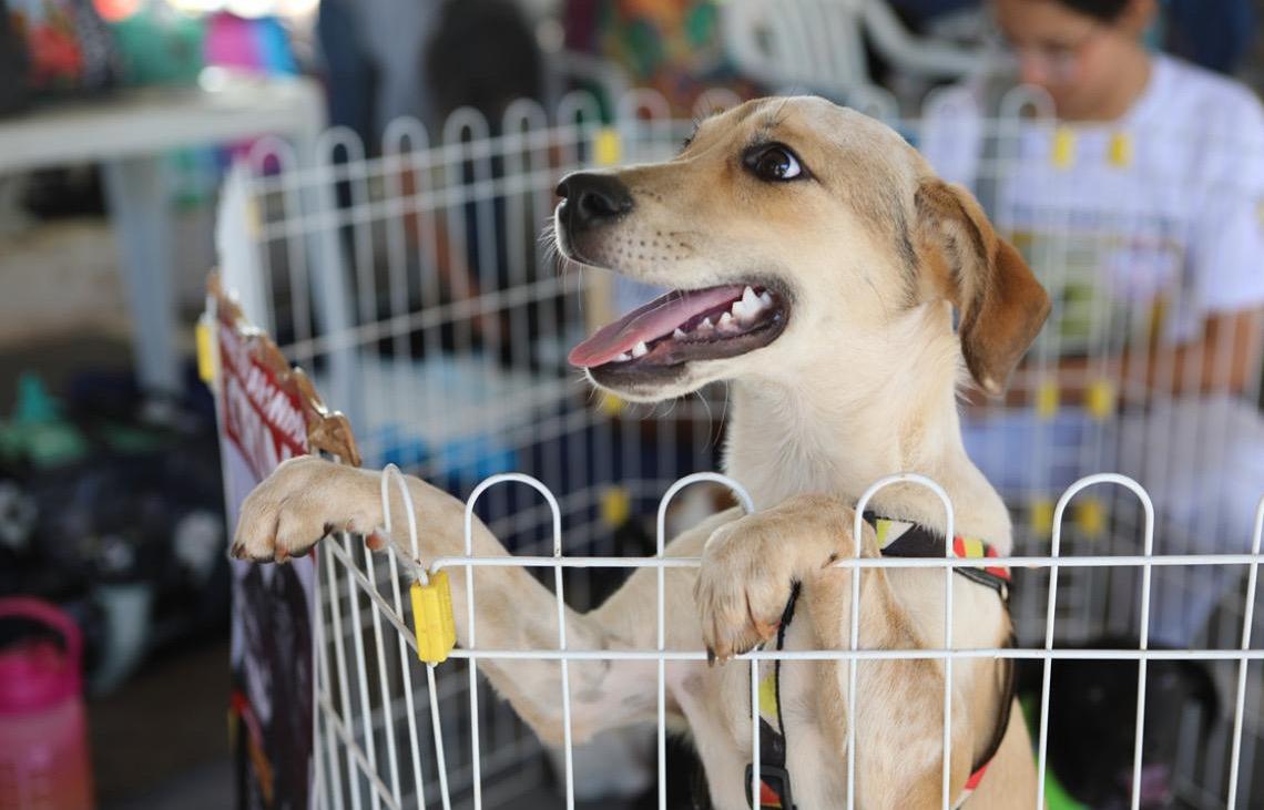 Caravana de Proteção Animal promove adoção e vacinação de pets no Eixão do Lazer
