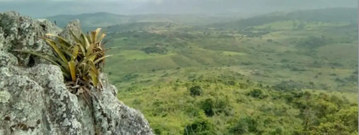Pesquisador indígena cataloga 150 plantas medicinais de seu território 