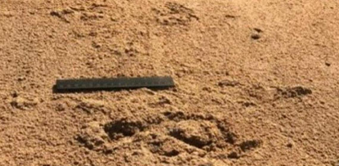 Encontradas pela 1ª vez em Portugal pegadas de neandertais de mais de 70 mil anos