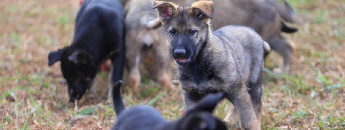 Reforma de canil marca nova fase de projeto com cães-guia no DF