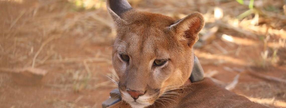 Mais de 65% de animais silvestres recebidos em unidades do DF retornaram à natureza