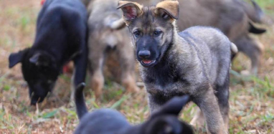 Reforma de canil marca nova fase de projeto com cães-guia no Distrito Federal