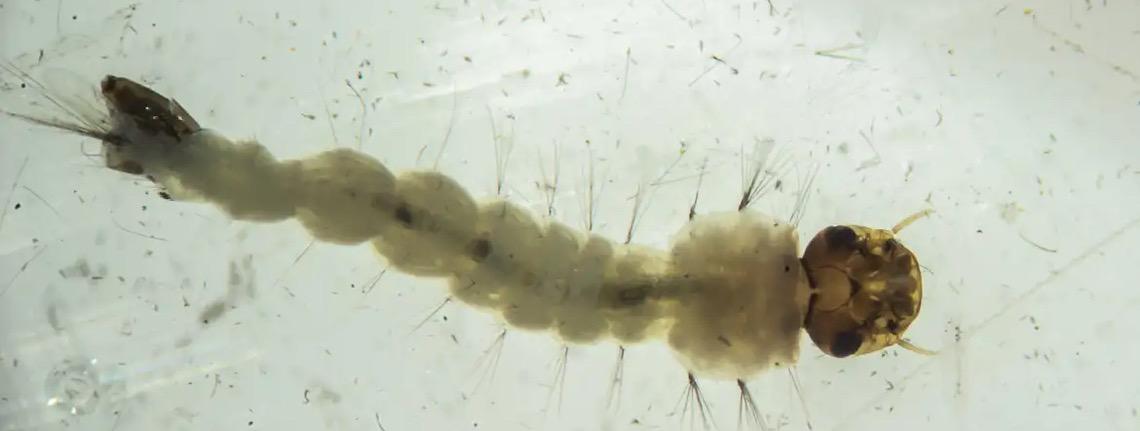 Brasil inaugura maior biofábrica do mundo de mosquitos “do bem” 