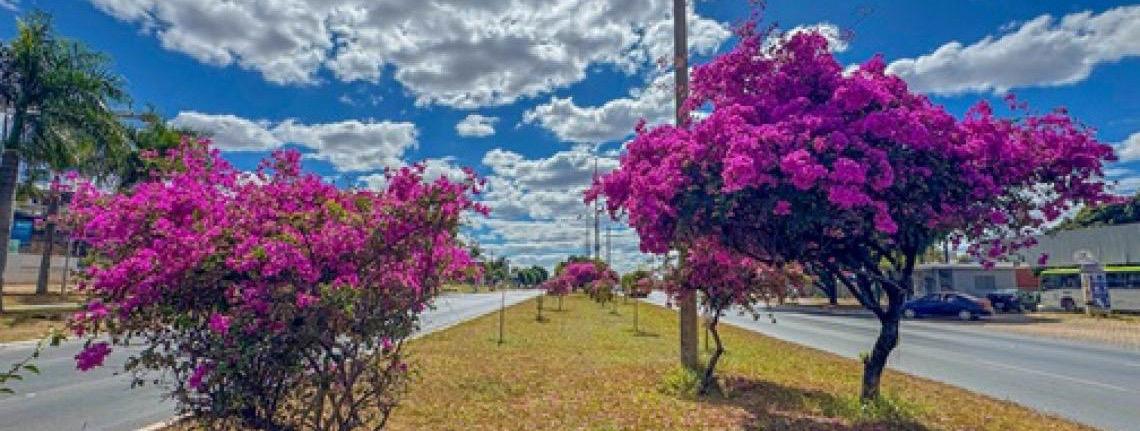 Bougainvilleas embelezam as ruas do Distrito Federal