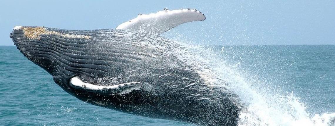 Turismo Responsável movimenta a economia e protege fauna marinha brasileira
