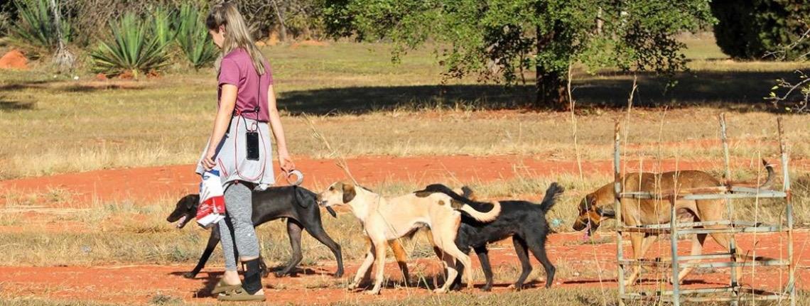Animais em situação de rua são resgatados em operação do Governo do DF