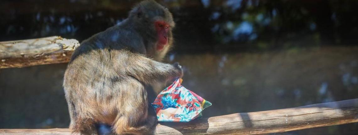 Animais ganham enriquecimentos ambientais juninos no Zoológico de Brasília