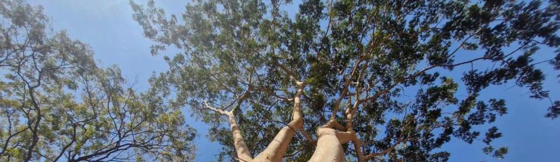Conheça a importância do angico-farinha-seca para a arborização do DF