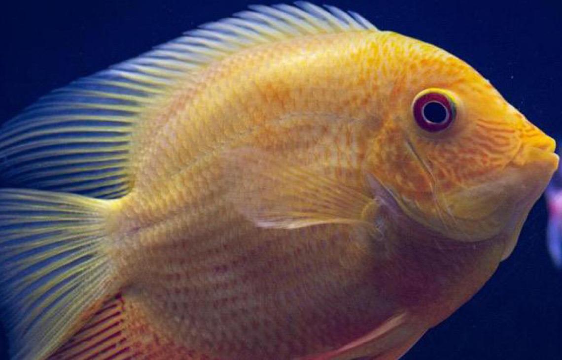 Peixes fluorescentes surgiram há pelo menos 112 milhões de anos, diz estudo
