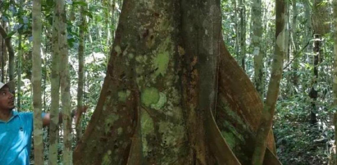 Descoberta de nova borboleta da Amazônia revela rara interação com formigas