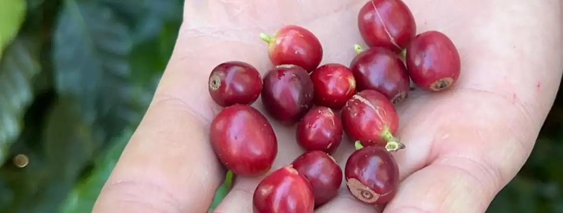 China habilita 183 empresas brasileiras a exportar café para o país