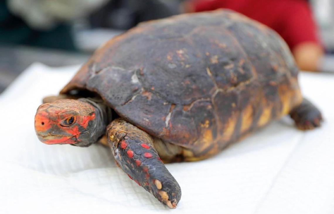 Hospital Veterinário Público de Animais Silvestres recebe e trata primeiras vítimas de incêndios florestais de 2025