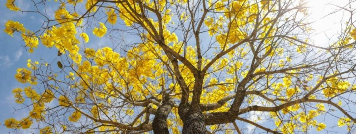 Floração dos ipês que colorem o Distrito Federal inspira artesãos da capital