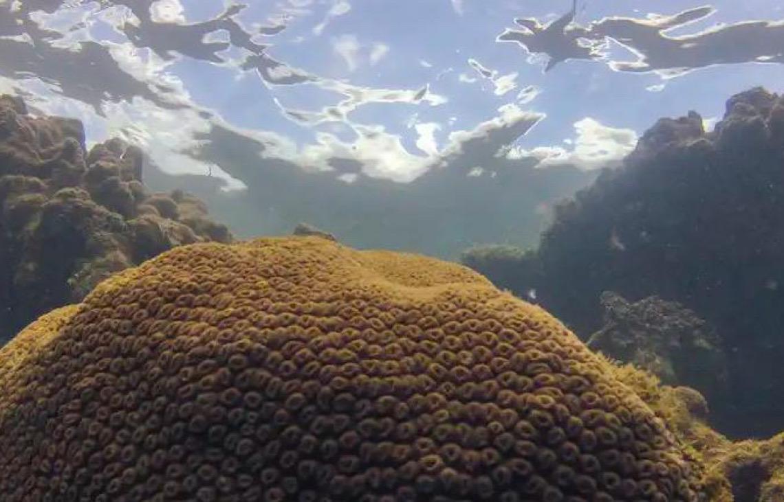 Calor, acidez das águas e pouco alimento ameaçam ecossistemas marinhos
