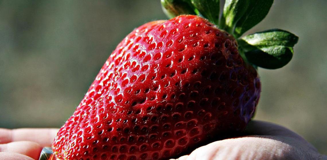 Morango do amor encarece caixas da fruta, que chegam a R$ 70 em SP, e provoca sumiço de 'morangão'