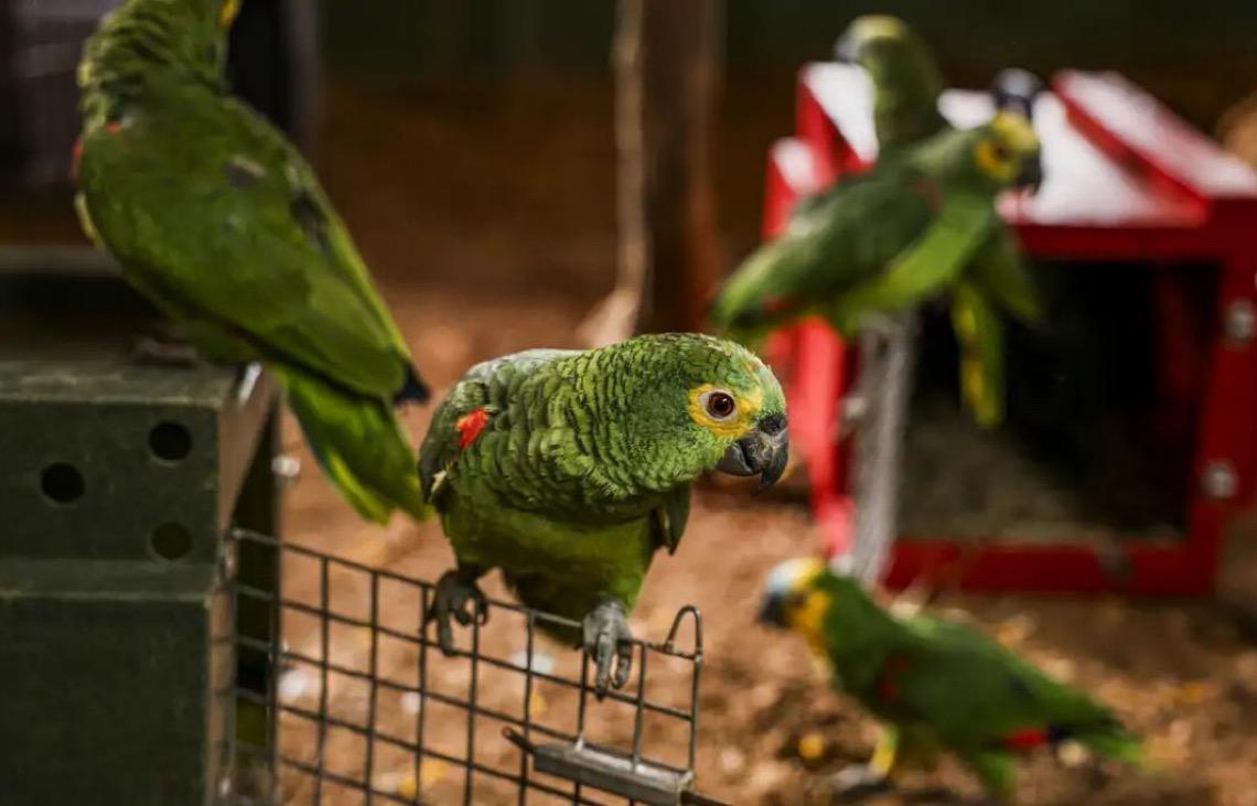Polícia do Rio de Janeiro resgata 90 aves silvestres que seriam vendidas em feira