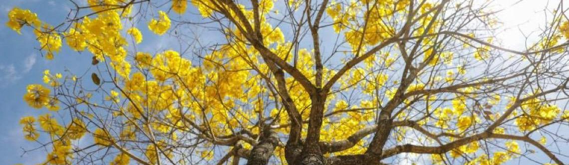 Floração dos ipês que colorem o Distrito Federal inspira artesãos da capital
