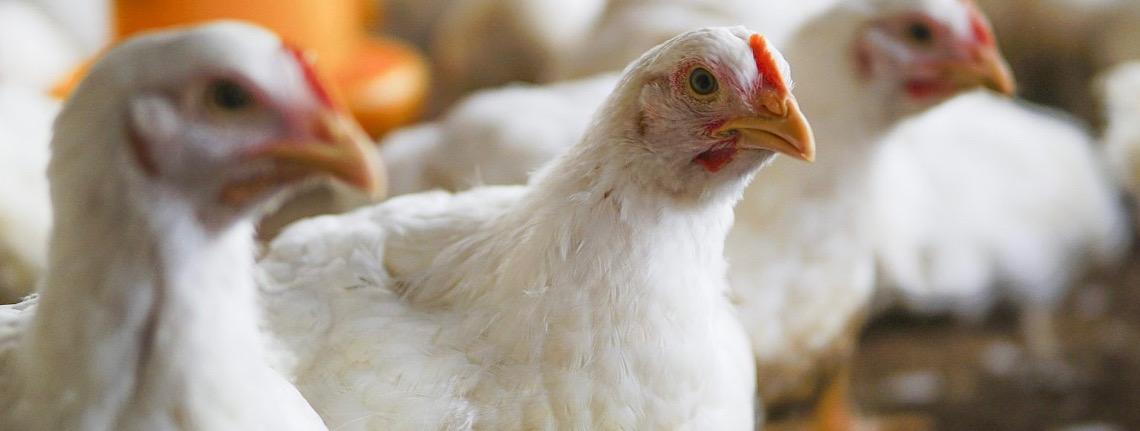 Catar retira restrição ao frango brasileiro