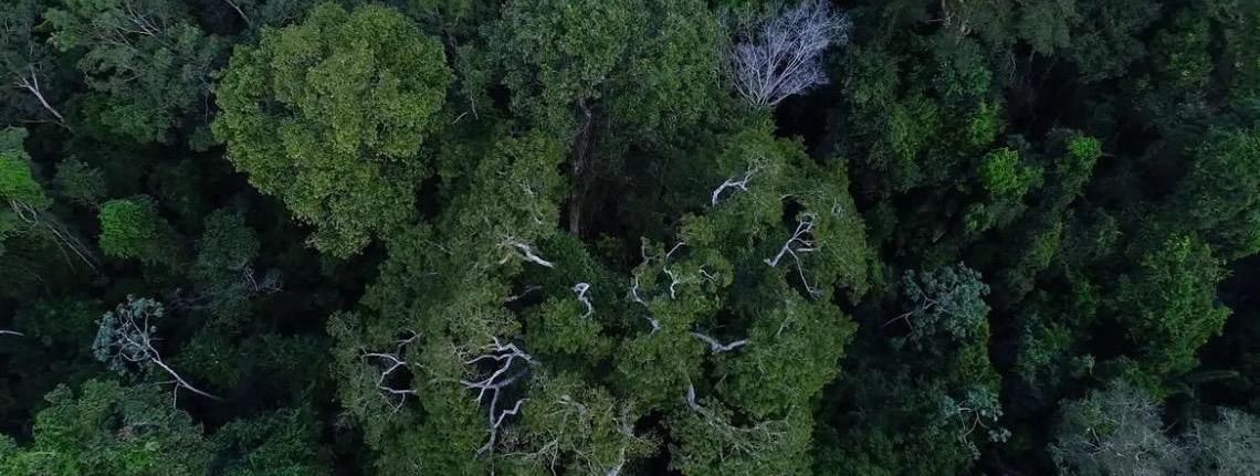 Brasil tem o desafio de elevar financiamento para florestas na COP30