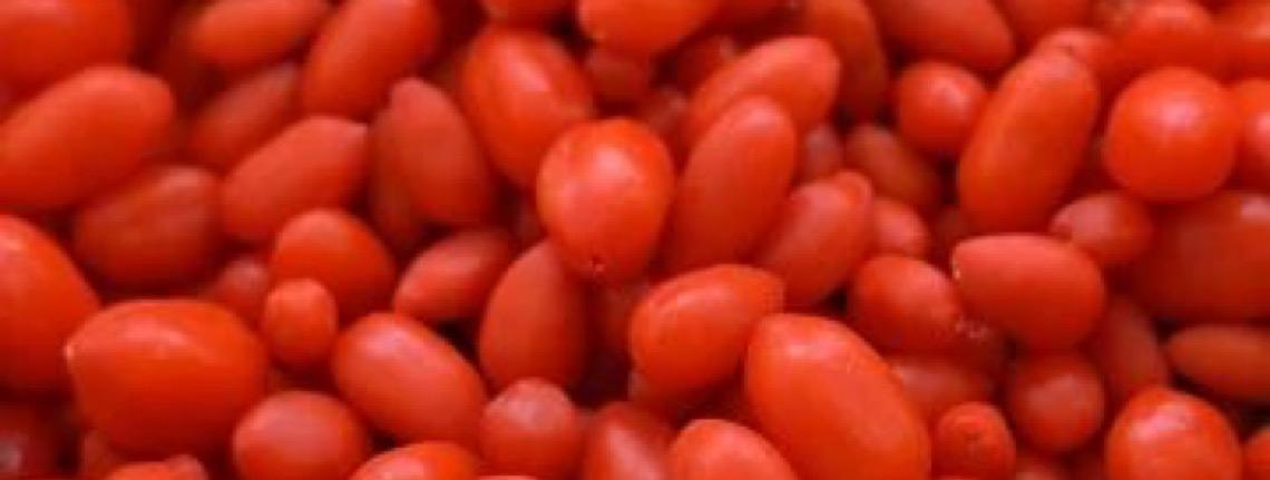 Produção da fruta goji em Xinjiang é exemplo de Revitalização Rural chinesa