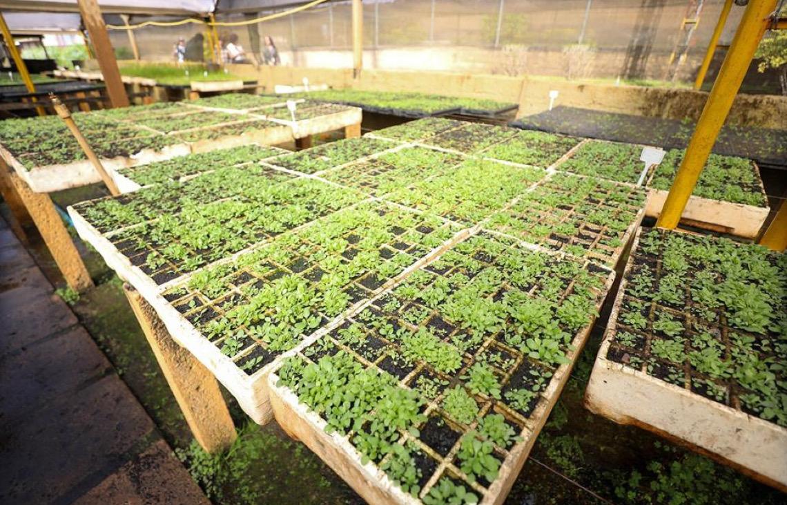 Viveiros da Novacap produziram mais de 1,4 milhão de mudas de árvores, flores e arbustos neste ano