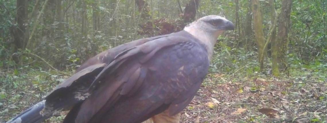 Ave de rapina rara é registrada pela primeira vez em vídeo no Parque Nacional do Iguaçu