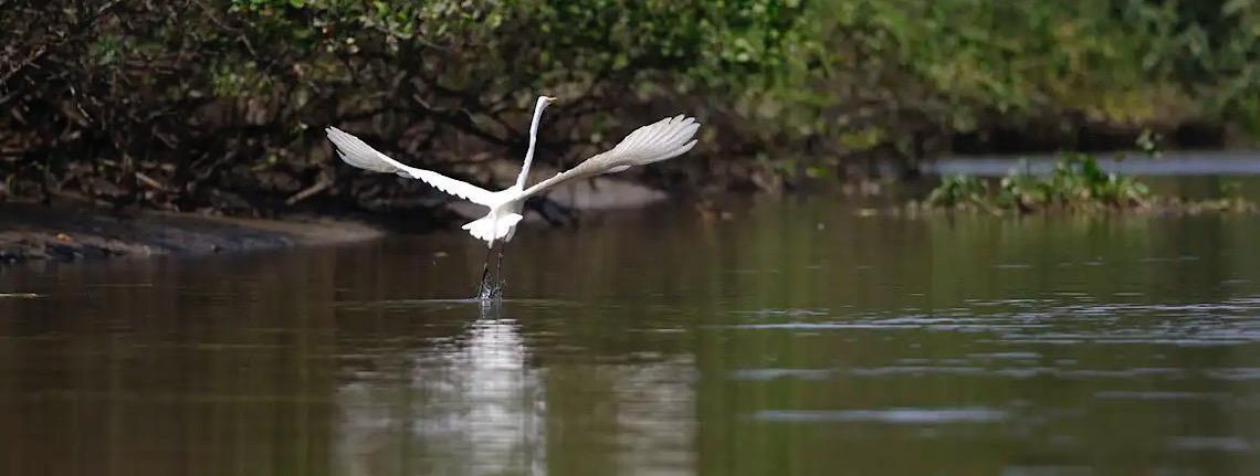 Reflorestamento permite volta de animais a mangue na Baía de Guanabara 