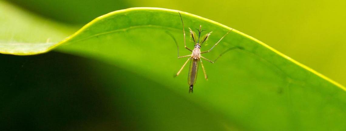 Brasil tem mais de nove em cada 10 casos de febre de Oropouche nas Américas