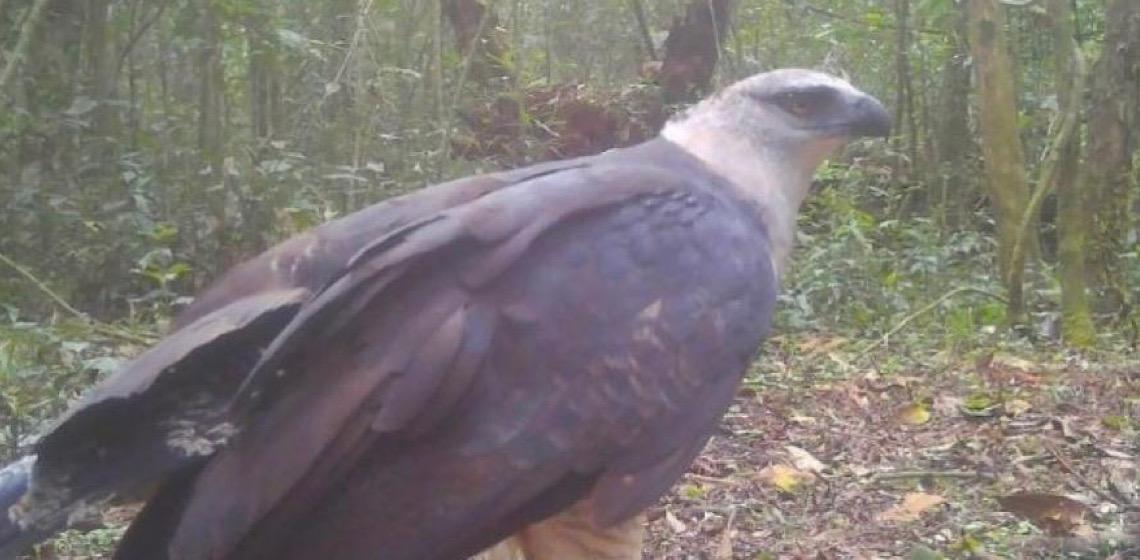 Ave de rapina rara é registrada pela primeira vez em vídeo no Parque Nacional do Iguaçu