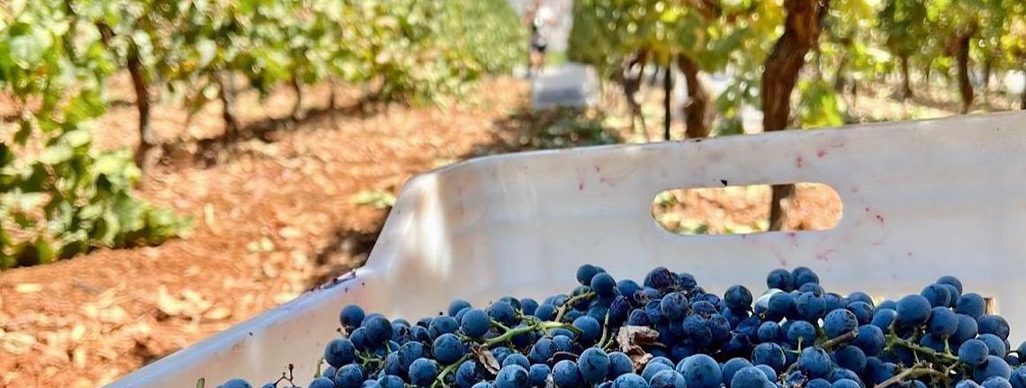 Oportunidades de negócios: Vendas de vinícola libanesa crescem 170% no Brasil