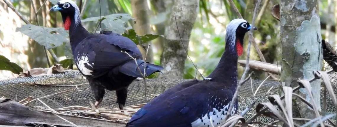 Em risco de extinção, jacutingas são devolvidas à natureza em São Paulo