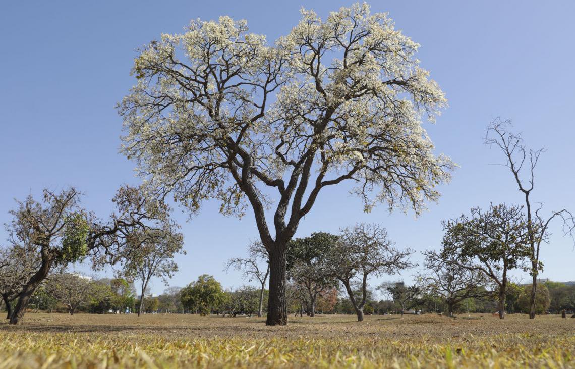 Cagaiteiras dão vida às quadras do DF e se preparam para dar frutos antes das chuvas