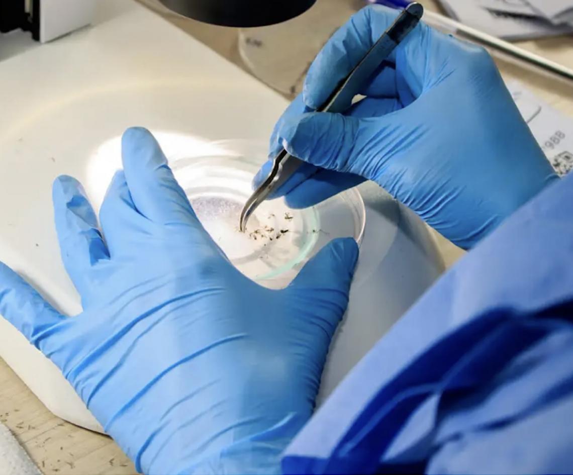Localizada em Curitiba, Brasil inaugura maior biofábrica de mosquitos do mundo: Referência internacional 