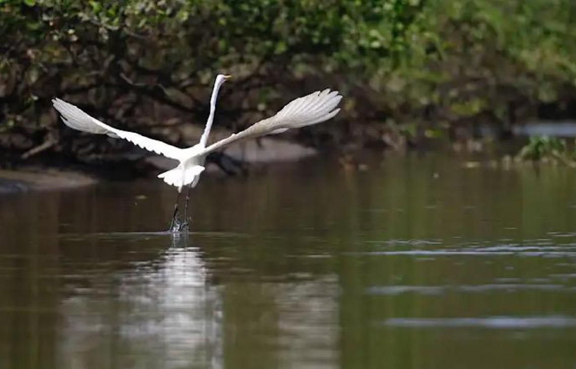 Reflorestamento permite volta de animais a mangue na Baía de Guanabara 