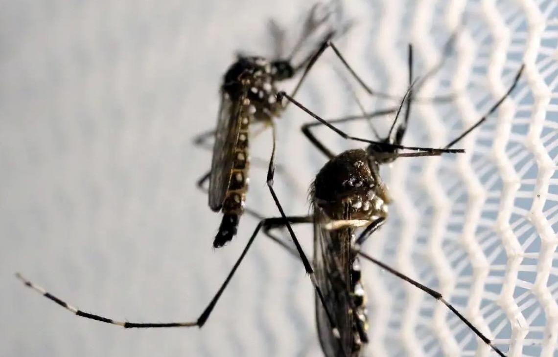 Rede pública de saúde do DF reforça vigilância contra doenças causadas por mosquitos