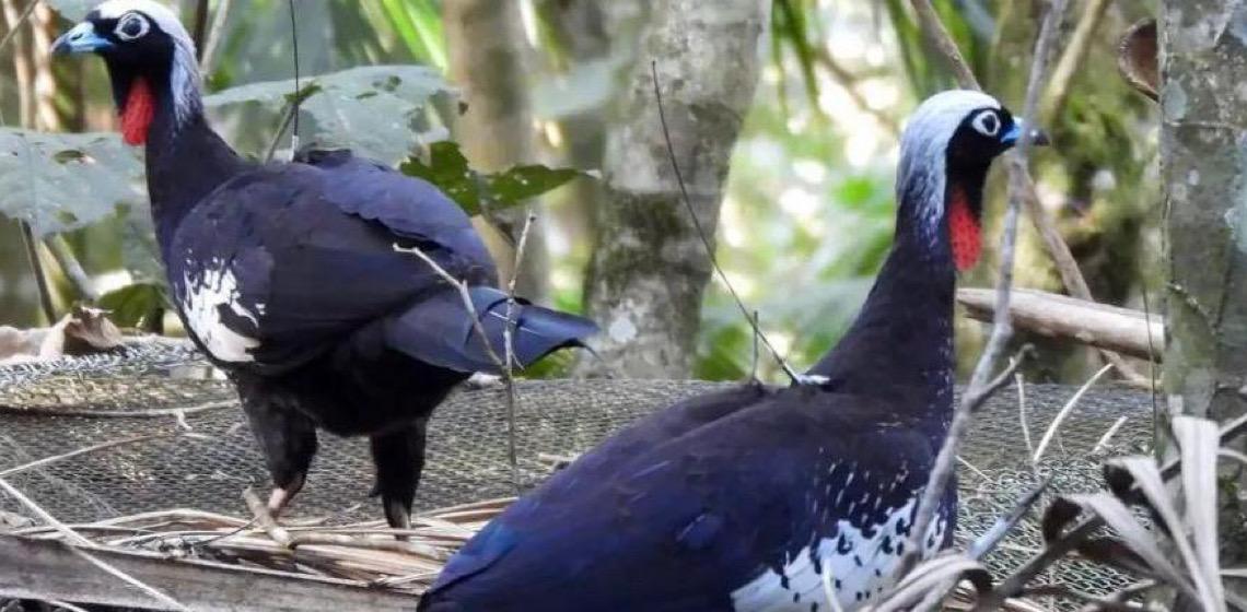 Em risco de extinção, jacutingas são devolvidas à natureza em São Paulo