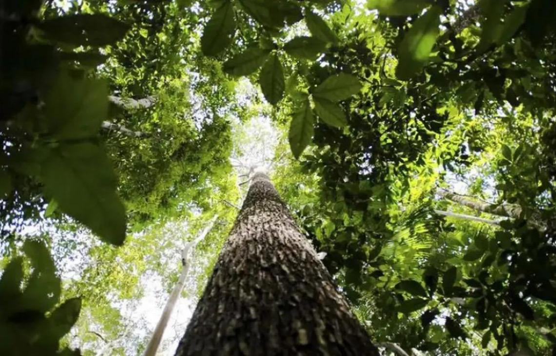 Países da Organização do Tratado de Cooperação Amazônica defendem fundo florestal com recursos carimbados para indígenas