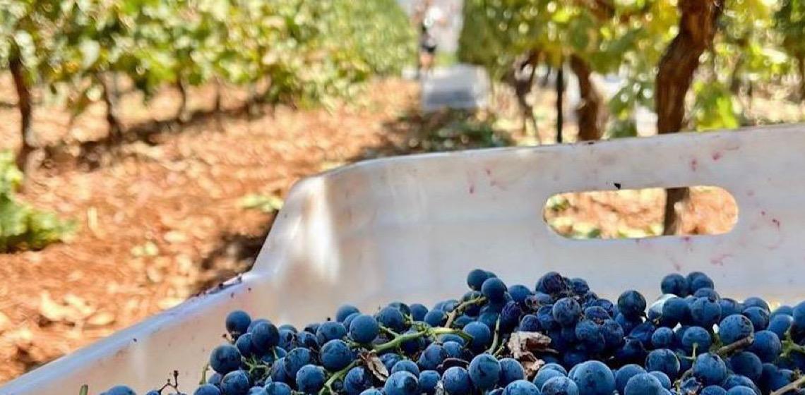 Oportunidades de negócios: Vendas de vinícola libanesa crescem 170% no Brasil