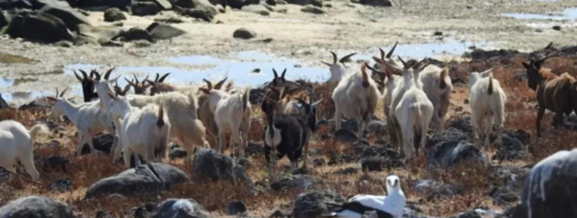 Cabras isoladas por 200 anos na Bahia chamam atenção de cientistas; entenda
