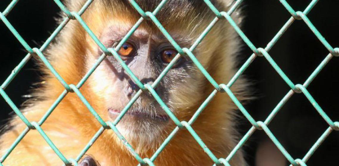 Ouvidoria registra aumento nos pedidos de manejo de animais silvestres em 2025