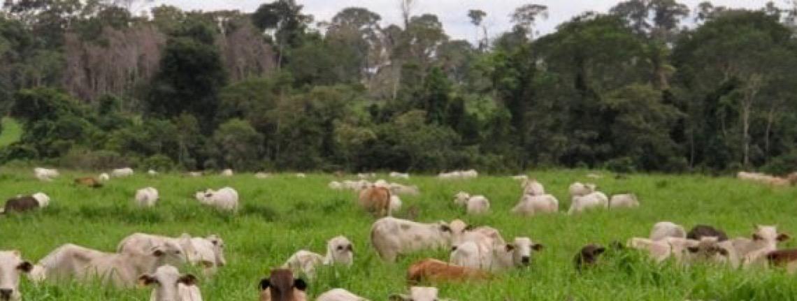 Puxadas pelo agro, emissões de gases de efeito estufa sobem 6% no Brasil