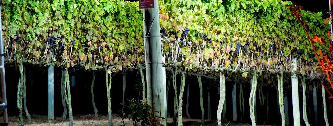 Vinicola Goés atrai turistas no inverno com colheita noturna de uvas e jantar