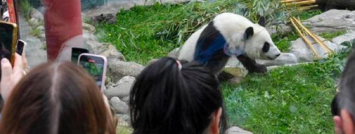 Primeira panda russa, 