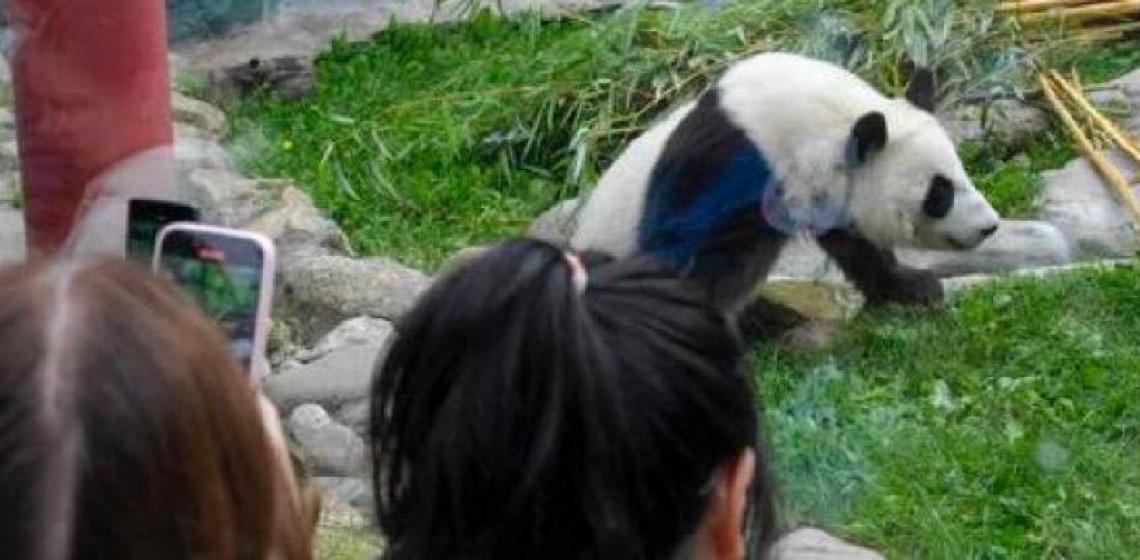 Primeira panda russa, 