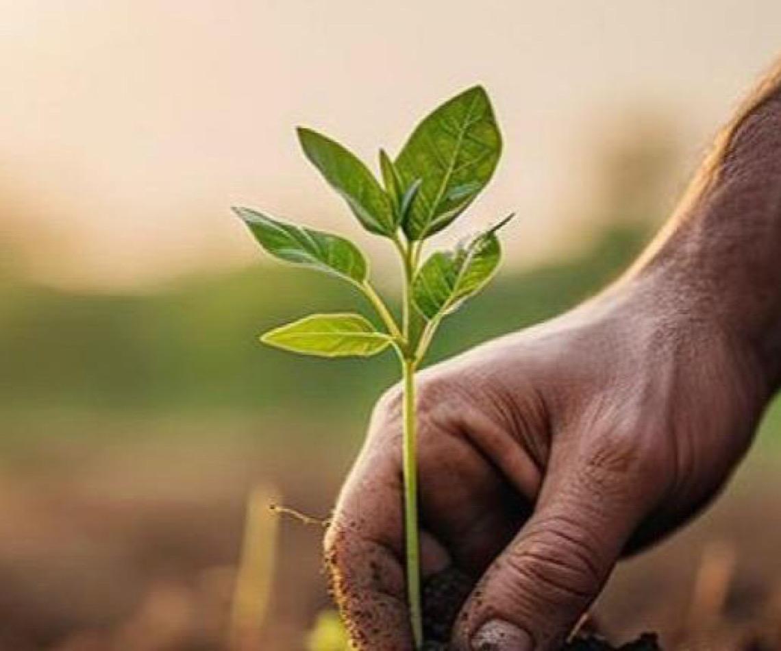 Caixa destinará R$ 3,5 bilhões para recuperar 200 mil hectares de áreas degradadas