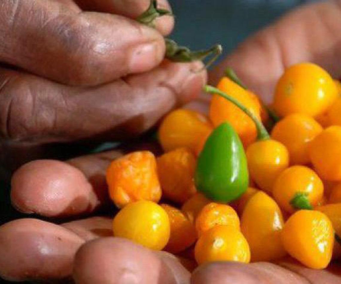 Brasil lança selo de origem para identificar produtos de comunidades tradicionais