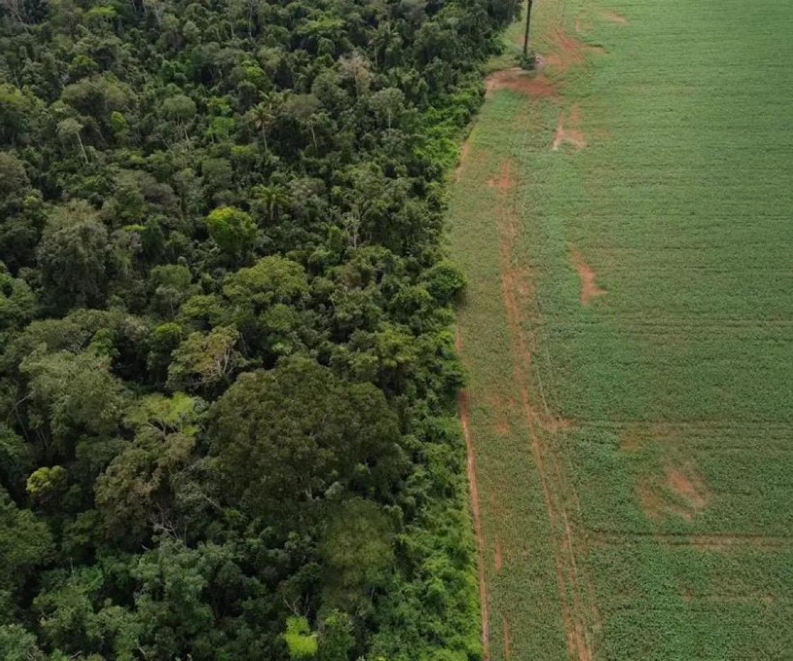 Estados e Distrito Federal devem padronizar Autorização de Supressão de Vegetação