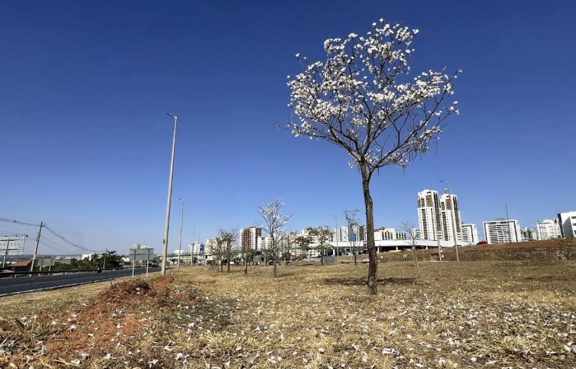 Jovens ipês da Estrada Parque Taguatinga florescem pela primeira vez