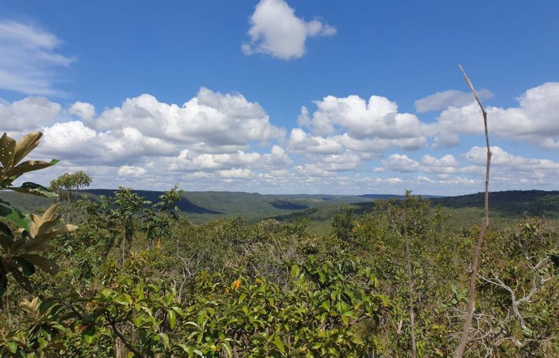Salvar o Cerrado exige que Brasil converta ciência em políticas públicas, defende pesquisadora