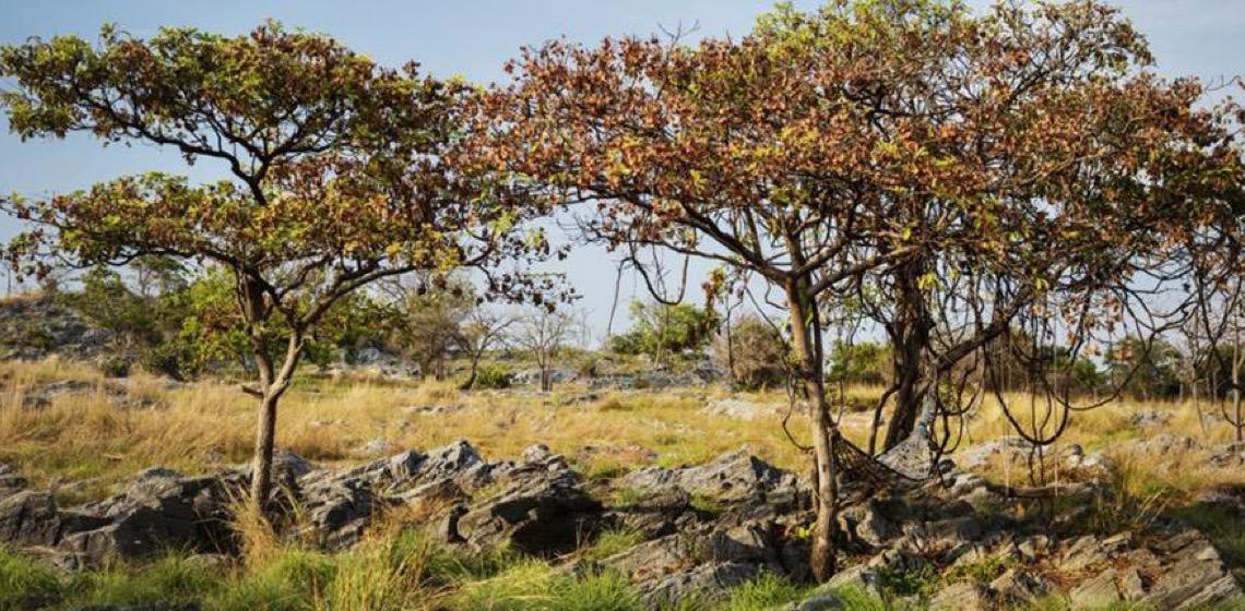 Preservação do Cerrado ganha força com agricultura orgânica